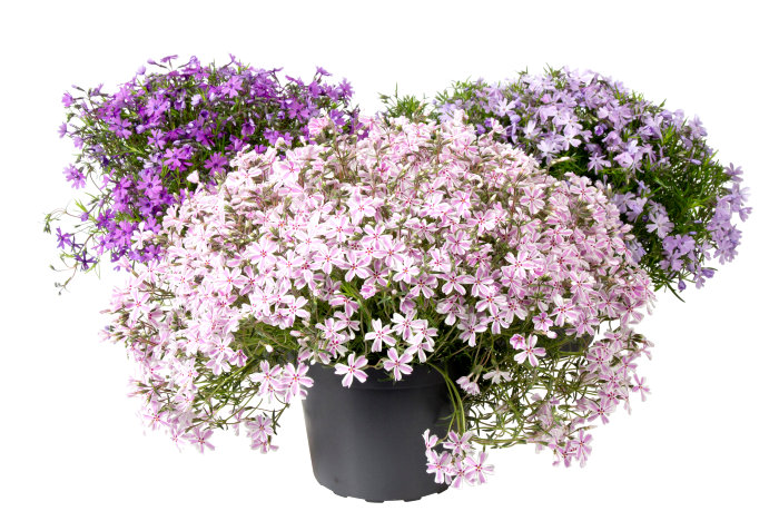 Høstphlox 17 cm potte